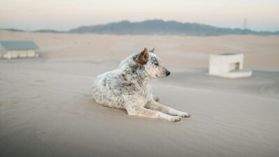 pexels photo 17923079